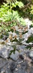 Crataegus songarica