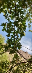 Crataegus songarica