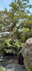 Crataegus songarica