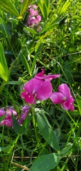 Lathyrus latifolius