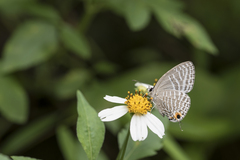 Jamides alecto dromicus