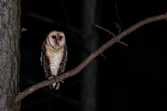 Tyto novaehollandiae