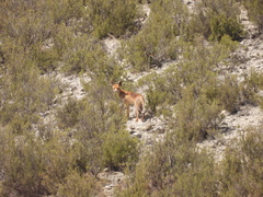 Vulpes vulpes silacea