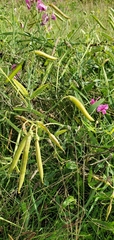 Lathyrus latifolius