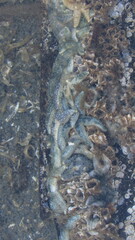 Evasterias troschelii