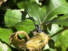 Austroargiolestes icteromelas