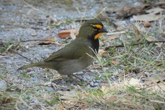 Tiaris olivaceus intermedius