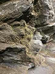 Orthotrichum diaphanum