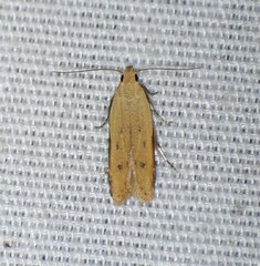 Mesophleps adustipennis