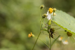 Peucetia formosensis