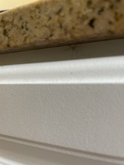 Cheiracanthium mildei