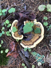Phaeolus