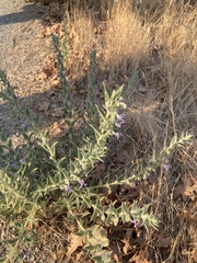 Trichostema lanceolatum