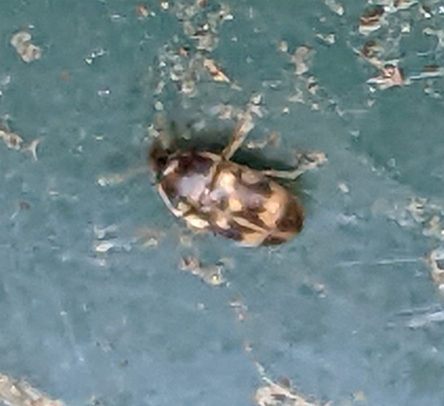 Stored Grain Fungus Beetle photo 5