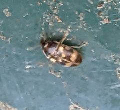 Litargus balteatus