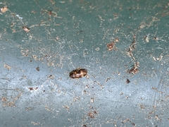 Litargus balteatus