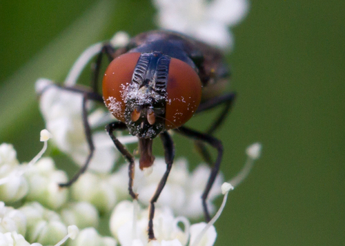 Chrysogaster solstitialis nuotrauka