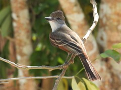 Myiarchus tyrannulus cozumelae