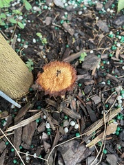 Pholiotina rugosa