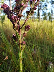 Carphephorus paniculatus
