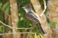 Myiarchus tyrannulus cozumelae