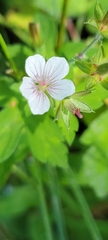 Geranium thunbergii