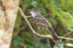 Myiarchus tyrannulus cozumelae