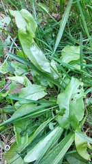 Rumex acetosa