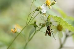 Peucetia formosensis