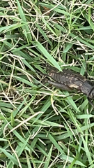 Gryllus pennsylvanicus