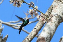Cynanthus forficatus