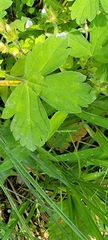 Geranium thunbergii