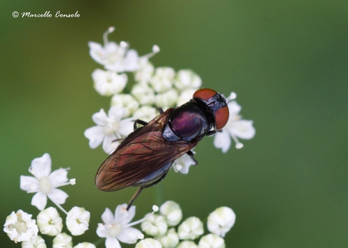 Chrysogaster solstitialis nuotrauka