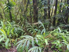 Hedychium coronarium
