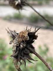 Sphyrocoris obliquus