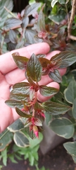 Heterocentron elegans