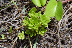 Lysimachia mauritiana