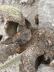 Opuntia basilaris basilaris