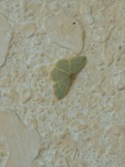 Chlorochlamys chloroleucaria