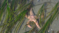 Pisaster brevispinus