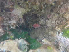 Serpula vermicularis