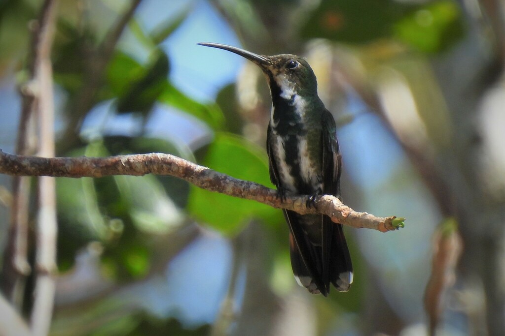 Mango Hummingbirds