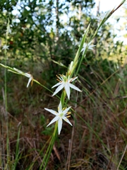 Pleea tenuifolia