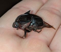 Phanaeus texensis