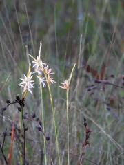 Pleea tenuifolia