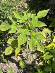Tithonia rotundifolia