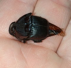 Phanaeus texensis