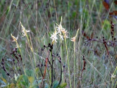 Pleea tenuifolia