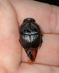 Phanaeus texensis