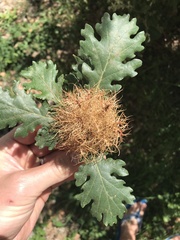 Andricus caputmedusae